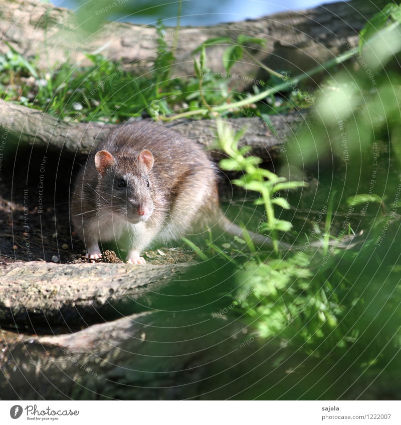 RATatouille II Nature Animal Wild animal Mammal Rat Rodent 1 Looking Colour photo Exterior shot Deserted Day Sunlight Central perspective Animal portrait