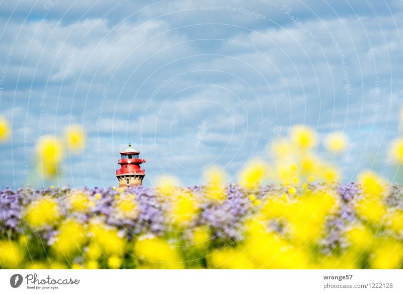 island colours Environment Landscape Plant Sky Horizon Summer Beautiful weather Blossom Agricultural crop Canola bee friend Field Blue Multicoloured Yellow