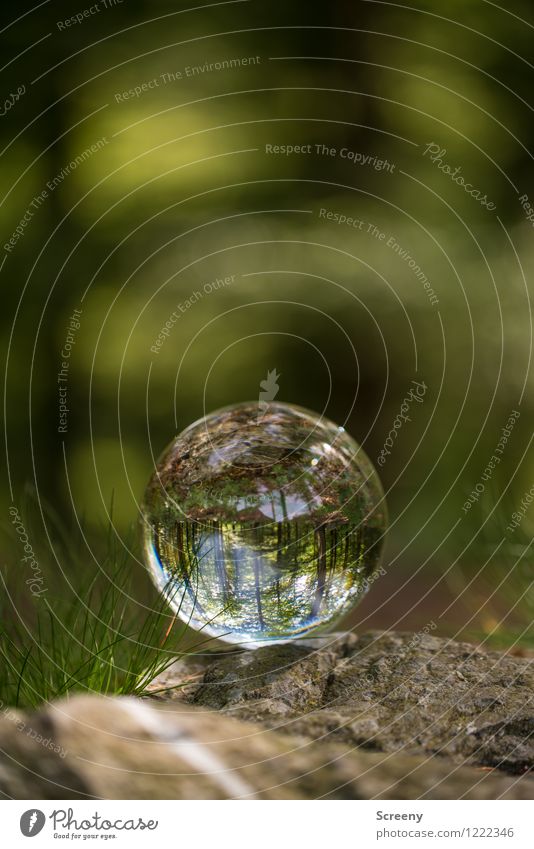 Worlds #8 Nature Landscape Plant Spring Summer Beautiful weather Forest Eifel High venn Crystal ball Glass ball Stone Round Brown Green Calm Idyll