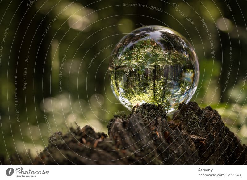 Worlds #9 Nature Landscape Plant Spring Summer Beautiful weather Tree Bushes Forest Eifel High Venn Crystal ball Glass ball Wood Round Brown Green Calm Idyll