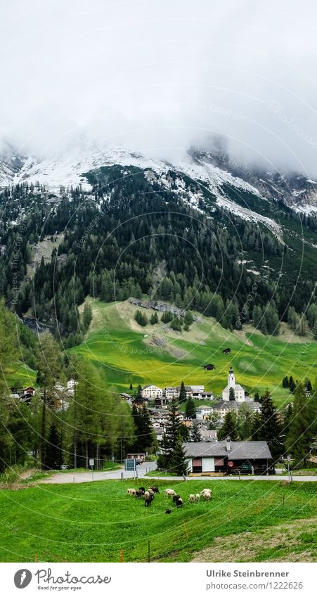 Typical Schwyz Vacation & Travel Tourism Trip Mountain Hiking Environment Nature Landscape Spring Fog Tree Forest Alps Snowcapped peak splügen Switzerland