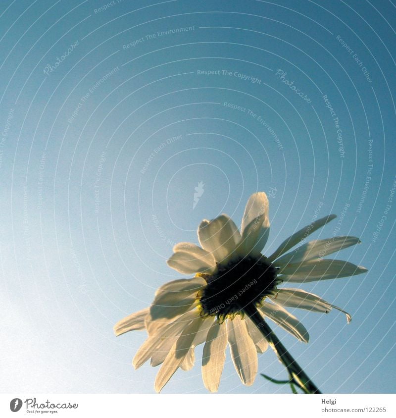 Rear view of a margarite blossom in sunlight in front of a blue sky Summer Flower Blossom Plant Blossom leave Stalk Sun Tall Blossoming Light Together