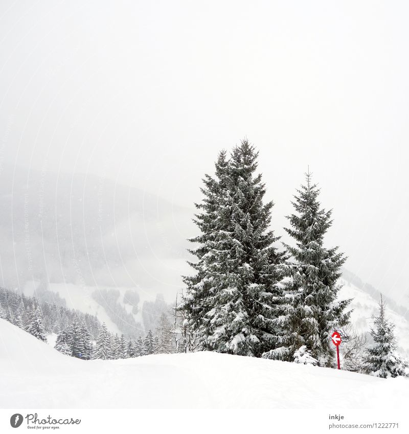 Downhill. A winter without corn. Lifestyle Winter sports Ski run Environment Nature Landscape Snow Tree Fir tree Forest Hill Rock Alps Mountain Snowcapped peak