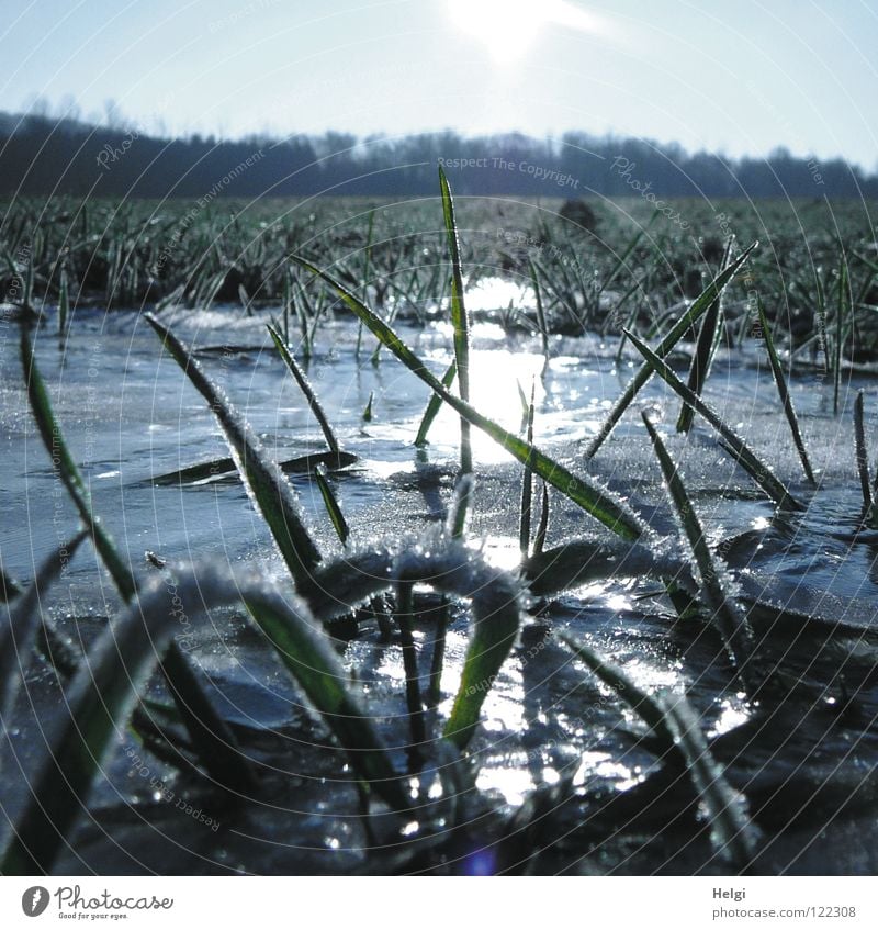 blades of grass with hoarfrost on a meadow with frozen puddle Autumn Winter Cold Ice crystal Freeze Hoar frost Frozen Morning Sunrise Grass Meadow