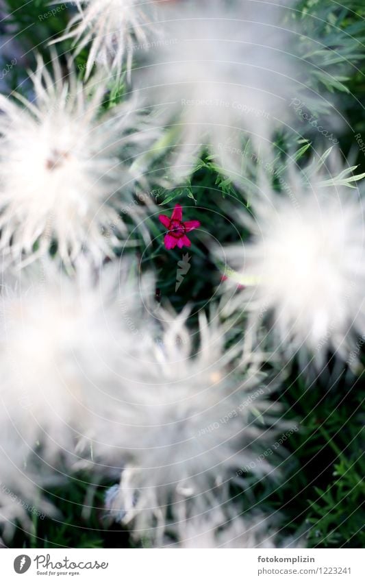 Starburst little flowers Plant Blossom Flower Authentic Small White Bravery covert Attentive Hope Optimism Modest Fine Humble Claustrophobia Identity Uniqueness