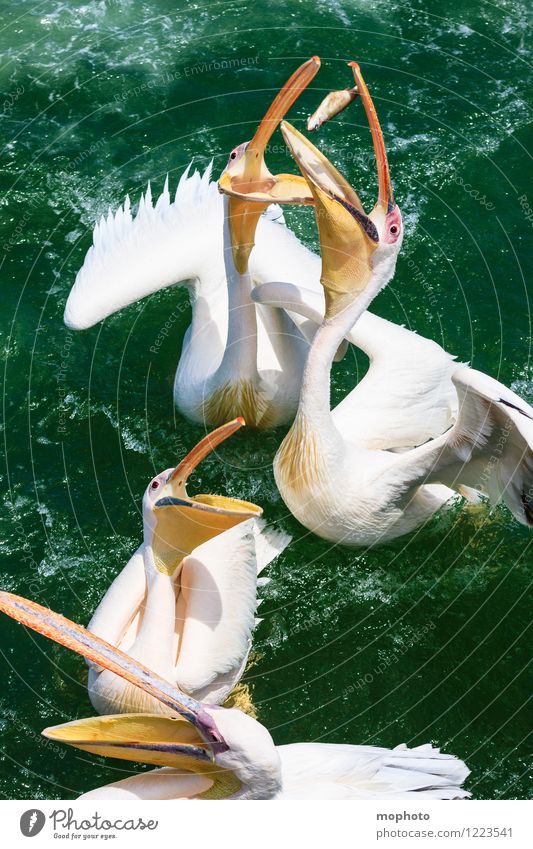 The Big Eat #1 Fish Eating Tourism Trip Ocean Environment Nature Animal Water Namibia Fishing village Bird Animal face Wing Pelican Beak 4 Group of animals