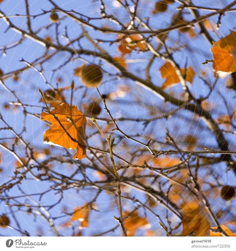 winter sun Leaf Autumn leaves Tree Winter Bushes Sky Fruits Frucjtkörper American Sycamore Blue Branch Beautiful weather