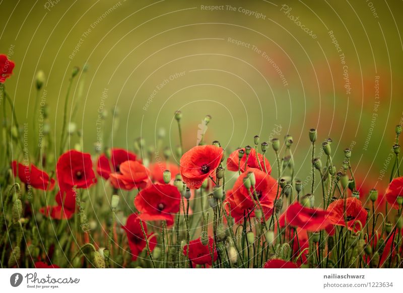 Poppies on summer meadow Summer Sun Garden Flower Grass Meadow Field Blossoming Blue Green Red Peaceful Idyll Poppy Corn poppy papaver rhoeas Meadow flower