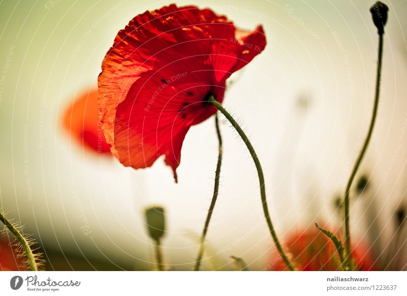 Poppies on summer meadow Summer Sun Garden Flower Grass Meadow Field Blossoming Blue Green Red Peaceful Idyll Poppy Corn poppy papaver rhoeas Meadow flower