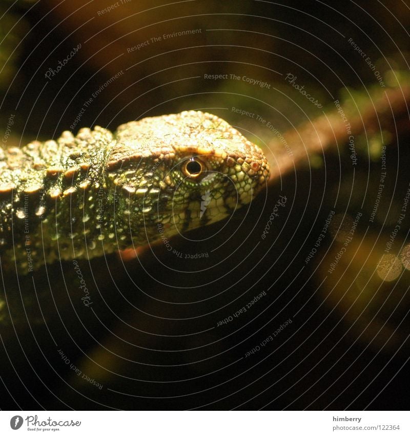 mucosal canal Animal Zoo Newt Saurians Lizards Camouflage Iguana Armor-plated Macro (Extreme close-up) Exotic