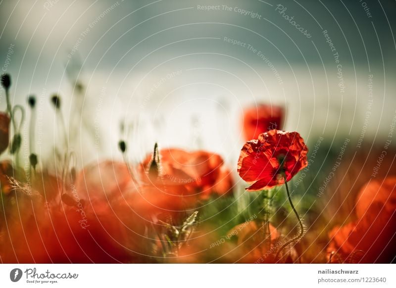 Poppies on summer meadow Summer Sun Garden Flower Grass Meadow Field Blossoming Blue Green Red Peaceful Idyll Poppy Corn poppy papaver rhoeas Meadow flower