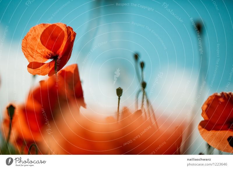 Poppies on summer meadow Summer Sun Garden Flower Grass Meadow Field Blossoming Blue Green Red Peaceful Idyll Poppy Corn poppy papaver rhoeas Meadow flower