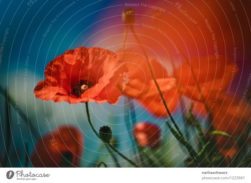 Poppies on summer meadow Summer Sun Garden Flower Grass Meadow Field Blossoming Blue Green Red Peaceful Idyll Poppy Corn poppy papaver rhoeas Meadow flower