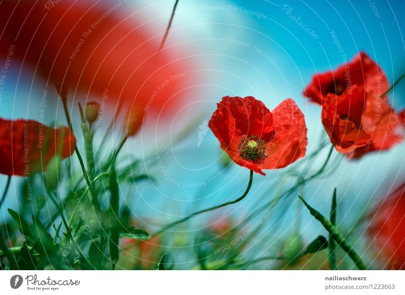 Poppies on summer meadow Summer Sun Garden Flower Grass Meadow Field Blossoming Blue Green Red Peaceful Idyll Pure Poppy Corn poppy Meadow flower garden flower