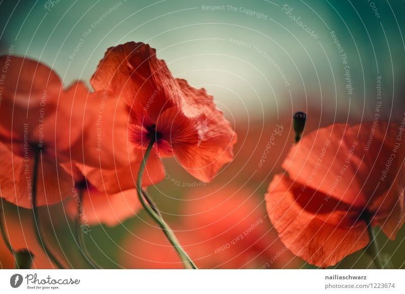 Poppies on summer meadow Summer Sun Garden Flower Grass Meadow Field Blossoming Blue Green Red Peaceful Idyll Poppy Corn poppy papaver rhoeas Meadow flower