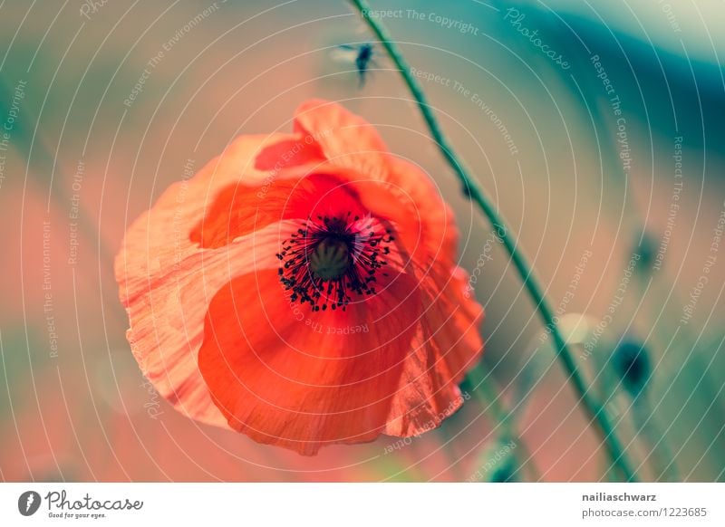 Poppies on summer meadow Summer Sun Garden Flower Grass Meadow Field Blossoming Blue Green Red Peaceful Idyll Poppy Corn poppy papaver rhoeas Meadow flower