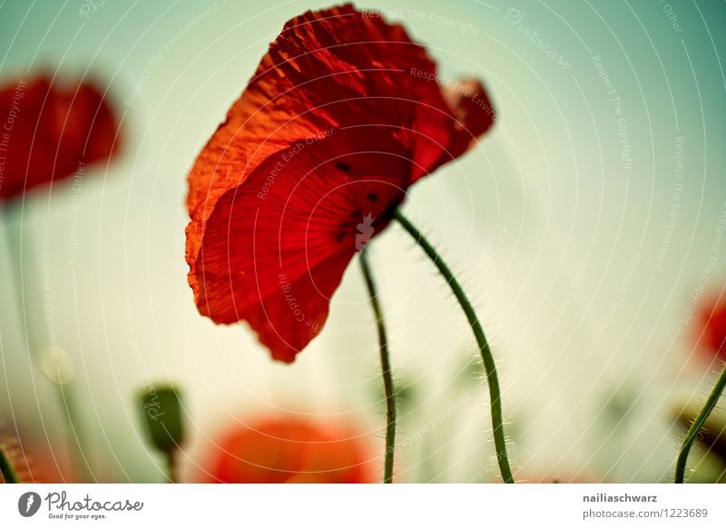 Poppies on summer meadow Summer Sun Garden Flower Grass Meadow Field Blossoming Blue Green Red Peaceful Idyll Poppy Corn poppy Meadow flower garden flower