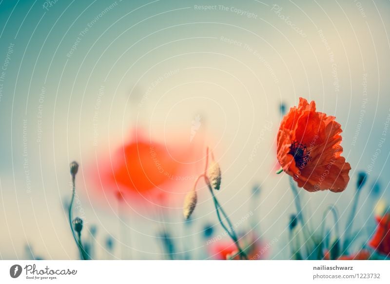 Poppies on summer meadow Summer Sun Garden Flower Grass Meadow Field Blossoming Blue Green Red Peaceful Colour Idyll Poppy Corn poppy papaver rhoeas