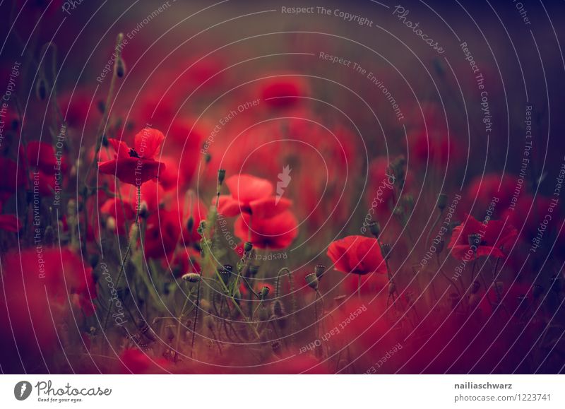 Poppies on summer meadow Summer Sun Garden Flower Grass Meadow Field Blossoming Blue Green Red Peaceful Poppy Corn poppy Meadow flower garden flower blossom