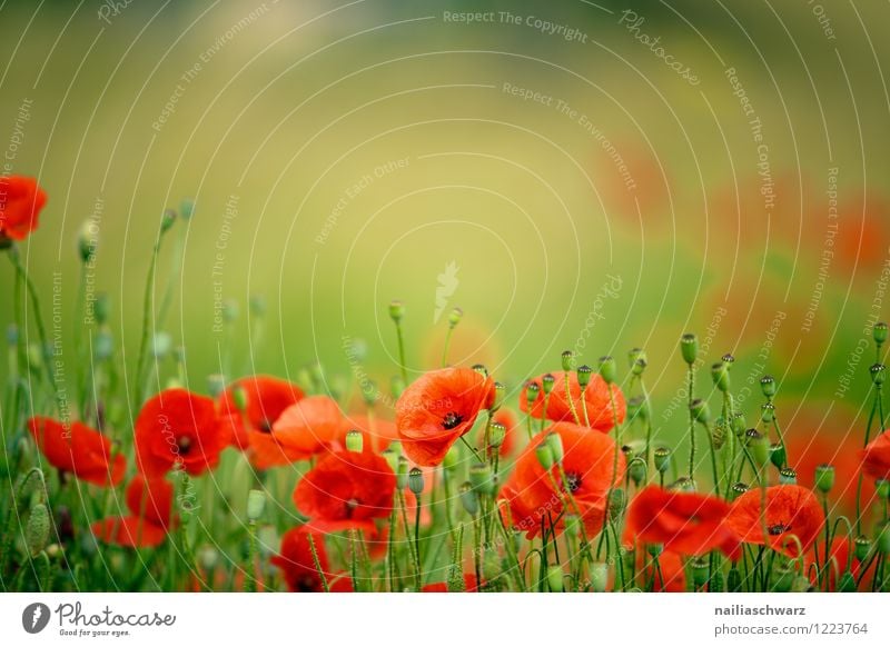 Poppies on summer meadow Summer Sun Garden Flower Grass Meadow Field Blossoming Natural Blue Green Red Romance Peaceful Colour Idyll Poppy Corn poppy