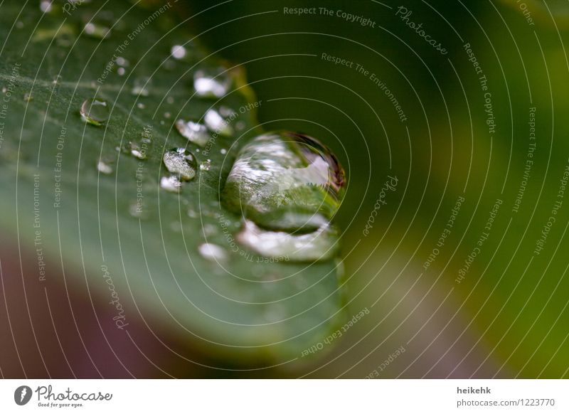 water drops ² Drops of water Plant Leaf Nasturtium Round Green White Colour photo Exterior shot Macro (Extreme close-up) Deserted Copy Space right Reflection