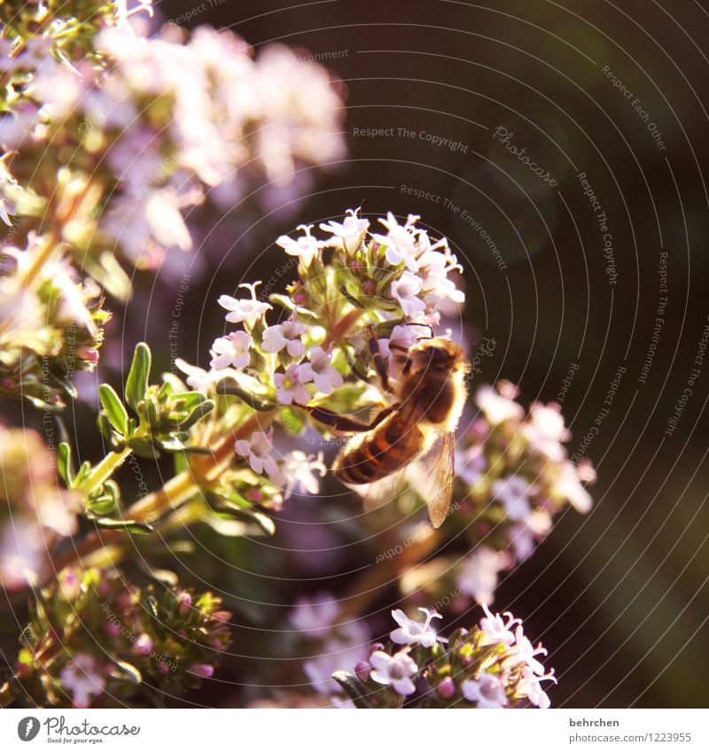 sunbathe Nature Plant Animal Summer Autumn Beautiful weather Flower Leaf Blossom Agricultural crop Herbs and spices Marjoram Oregano Thyme Garden Park Meadow