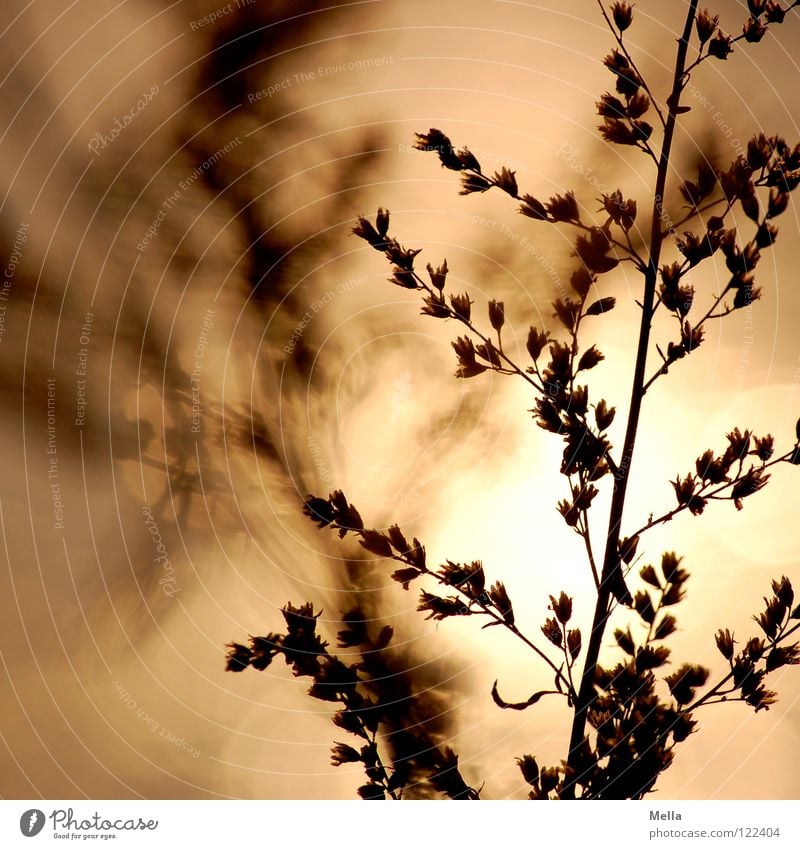 4 p.m. in winter Grass Plant Blossom Winter sun Reflection Mirage 2 Duplicate Lighting Dry Death Silhouette Afternoon Macro (Extreme close-up) Close-up