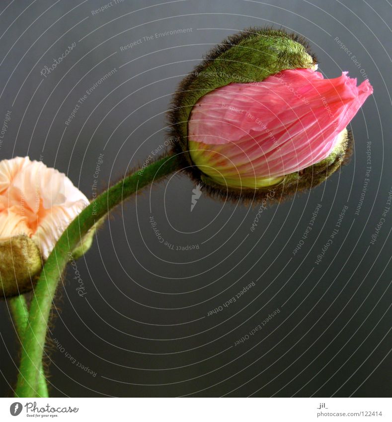 two poppies 2 Poppy Poppy blossom Flower Round Pink Yellow Green Khaki Gray Black Beautiful volumes apricot