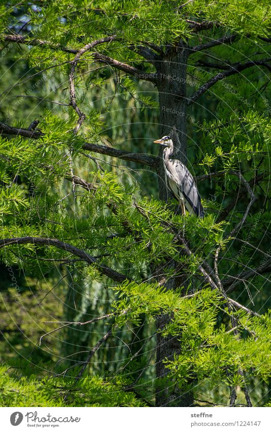 Tierisch gut: Heron Wild animal Bird 1 Animal Beautiful Tree Overview Nature Colour photo Exterior shot Central perspective