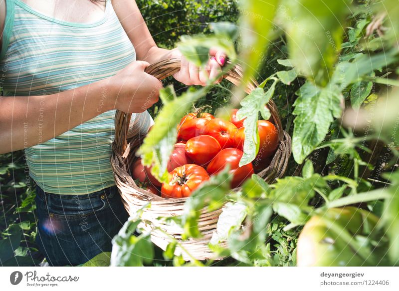 Picking tomatoes in basket Vegetable Fruit Vegetarian diet Lifestyle Summer Garden Gardening Human being Woman Adults Hand Nature Plant Fresh Natural Green Red