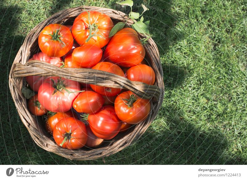 Tomatoes in wooden basket on green meadow. Vegetable Fruit Eating Vegetarian diet Diet Summer Sun Garden Cook Group Nature Plant Leaf Fresh Large Natural Juicy