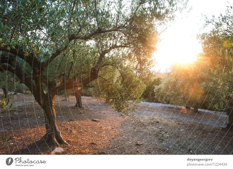 Olive trees and sun rays Fruit Vegetarian diet Beautiful Vacation & Travel Tourism Summer Sun Garden Nature Landscape Sky Tree Grass Natural Green Tradition