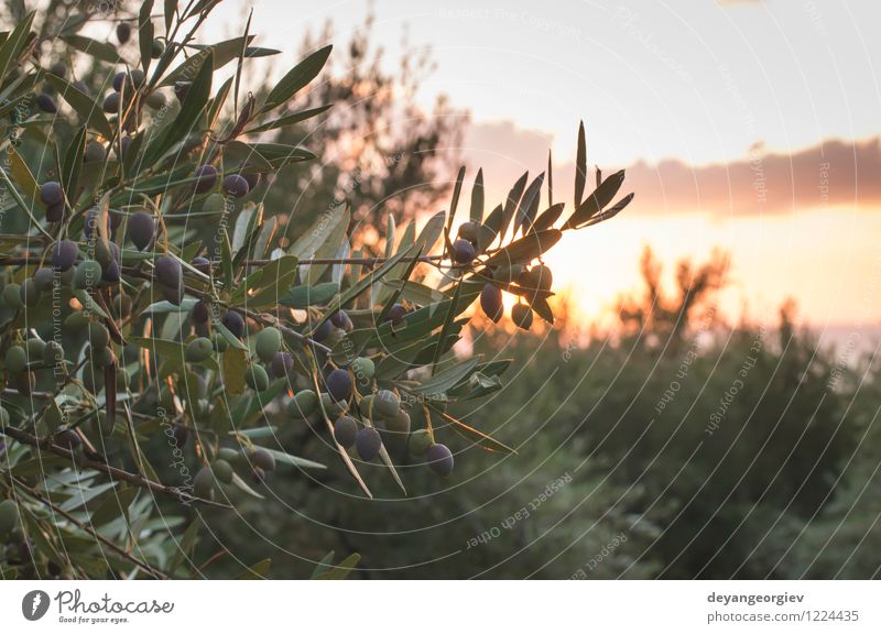 Olive trees on sunset. Design Sun Garden Culture Nature Landscape Earth Tree Leaf Old olive Sunset mediterranean oil Greece background food agriculture Harvest