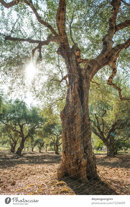 Olive trees and sun rays Fruit Vegetarian diet Beautiful Vacation & Travel Tourism Summer Sun Garden Nature Landscape Sky Tree Grass Natural Green Tradition