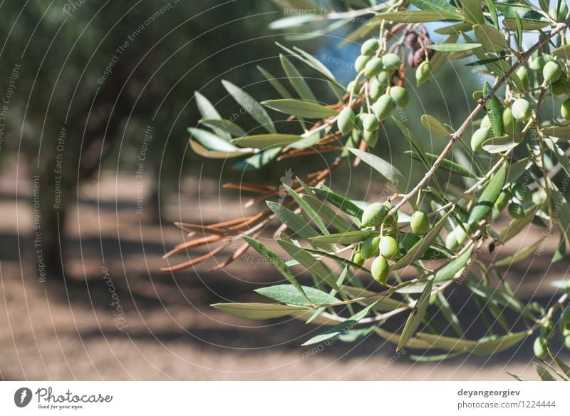 Olive branches on foreground Vegetable Fruit Garden Nature Landscape Plant Tree Leaf Fresh Natural Green olive mediterranean plantation food grove Organic