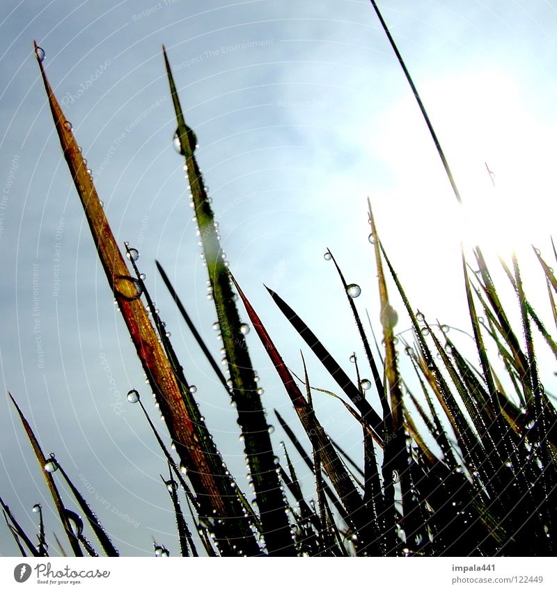 Good morning Rain Wet Grass Blade of grass Morning Drops of water Water Sky Rope Blue Sun Dawn