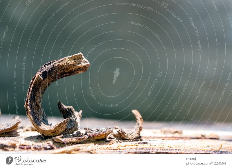 6 Curved Wood Arch Old Rotate Simple Elegant Small Cute Brown Loneliness Art Weathered Bend bizarre Colour photo Subdued colour Exterior shot Close-up Detail