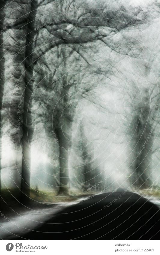 Avenue in winter Winter Brandenburg Hoar frost Black Blur Art Tree Cold White December Ice Frozen Delicate Branchage January Winter's day Transport Traffic lane