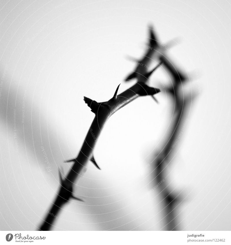 thorns Thorn Thorny Black White Defensive Blur Back-light Light Environment Growth Flourish Bushes Black & white photo Twig Blackberry Point Sleeping Beauty