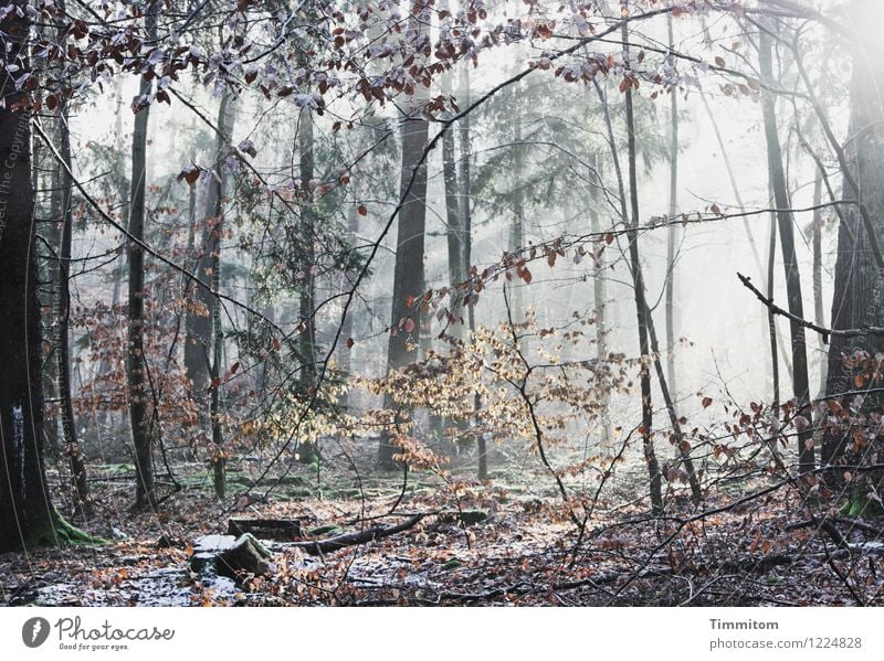 In the limelight, the Nature Stage. Environment Plant Winter Beautiful weather Ice Frost Forest Esthetic Bright Cold Brown Gold Black White Emotions Leaf