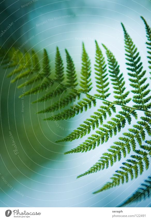 Fern Pteridopsida Green Plant royal fern spotted fern Nature Fern leaf Delicate Stalk Plumed Fresh Growth Botany Macro (Extreme close-up) Spore Natural Organic