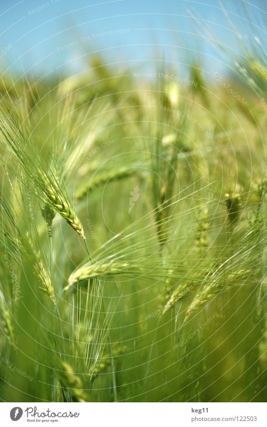 Storming barley field. Last one. Wheat Rye Barley Flower Green Grass Leisure and hobbies Beige Brown Near Summer Meadow Field Blade of grass Ear of corn White