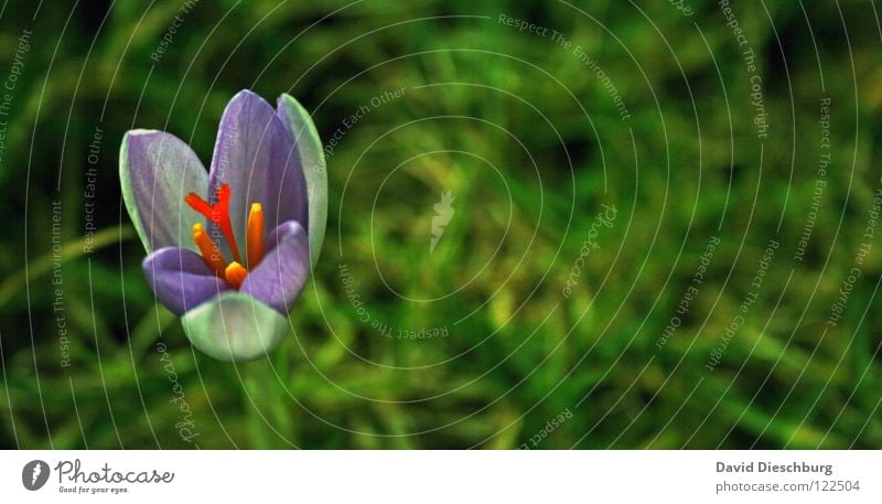 The first Flowers Crocus Meadow Plant Blossom Grass Green Violet Yellow Spring Macro (Extreme close-up) Close-up Blossoming Pistil Blue Orange Pollen