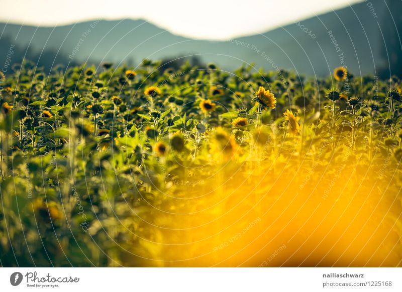 Field with sunflowers Summer Flower Hill Blossoming Growth Fragrance Infinity Natural Many Yellow Green Warm-heartedness Romance Peaceful Purity Horizon Idyll