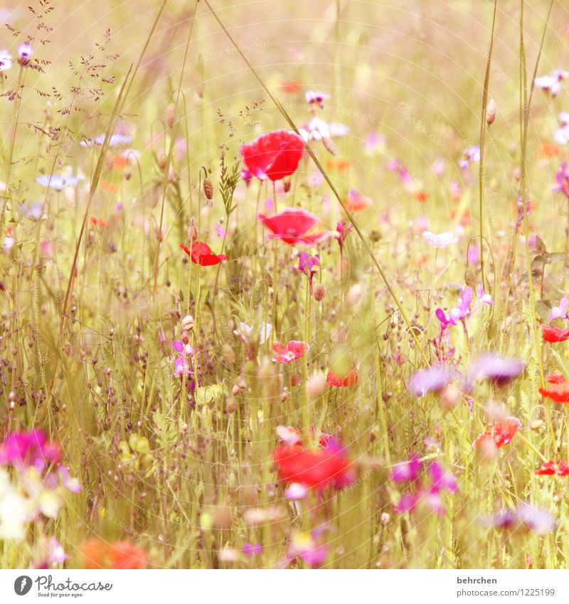 woman summer from her most beautiful side Nature Plant Spring Summer Beautiful weather Flower Grass Leaf Blossom Wild plant Poppy Garden Park Meadow Field