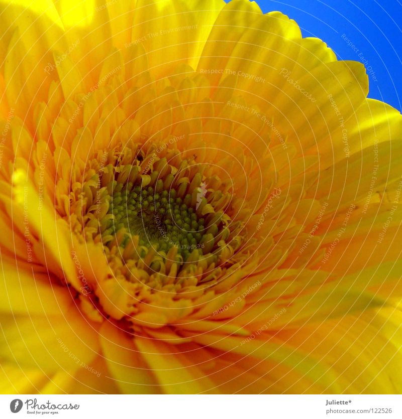 flower power Flower Summer Yellow Open Blossom Splendid Macro (Extreme close-up) Close-up Beautiful Sky Blue