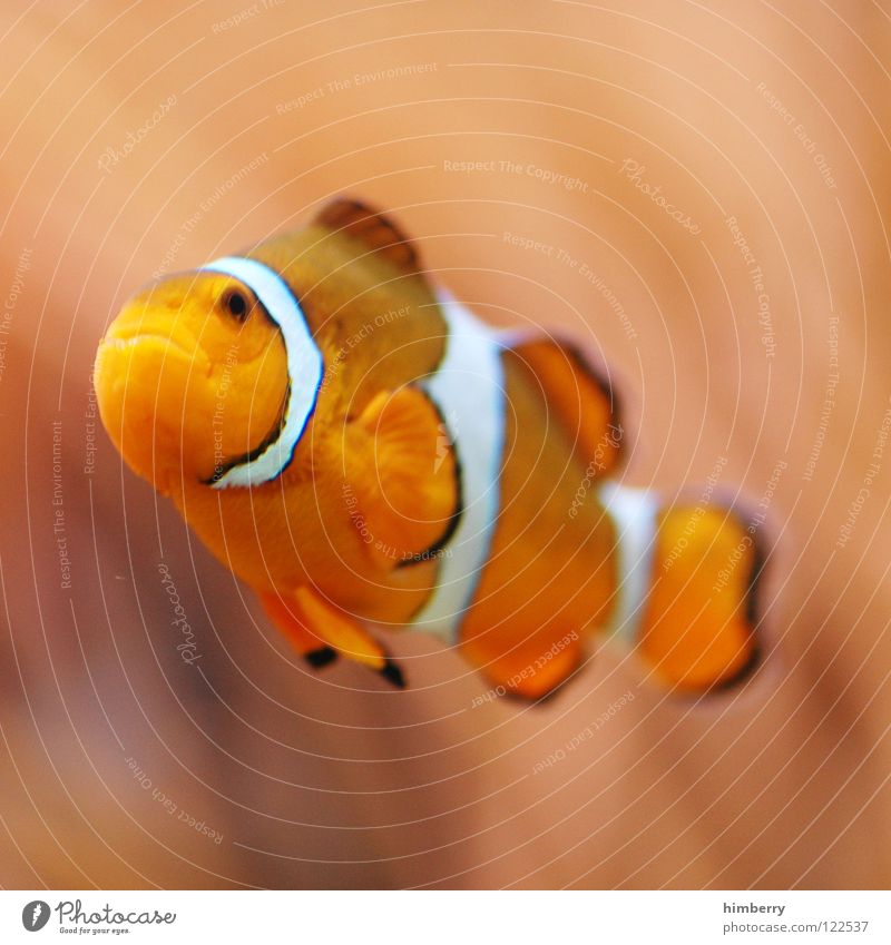 lost again Aquarium Plant Zoo Bahamas Coral Dive Clown fish Macro (Extreme close-up) Close-up Fish seaworld aquazoo Water Virgin forest Cuba Exotic