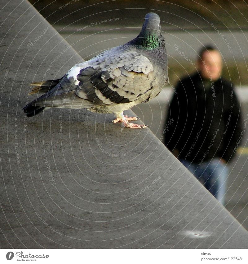 Looking For Delicacies Pigeon Roof Tin Corrugated iron roof Man Masculine Corner Claw Feather Foreground Background picture Gray Bird Traffic infrastructure Sit