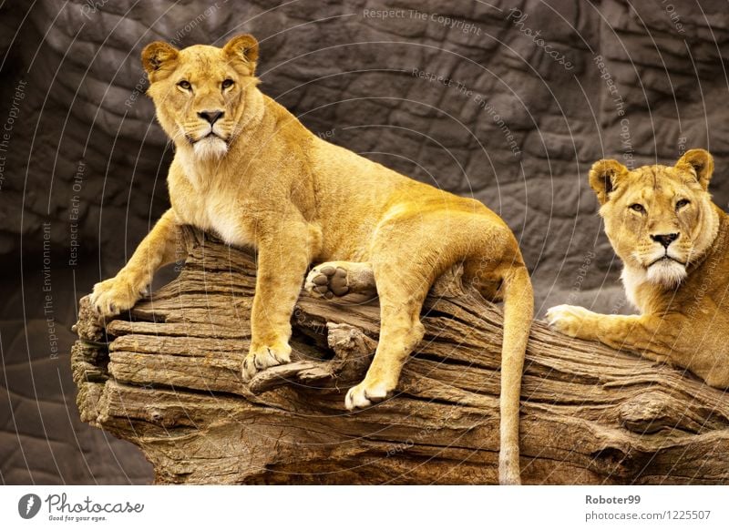 Resting Lions Zoo 2 Animal Wood Relaxation Curiosity Respect Colour photo Exterior shot Day Deep depth of field Animal portrait Looking