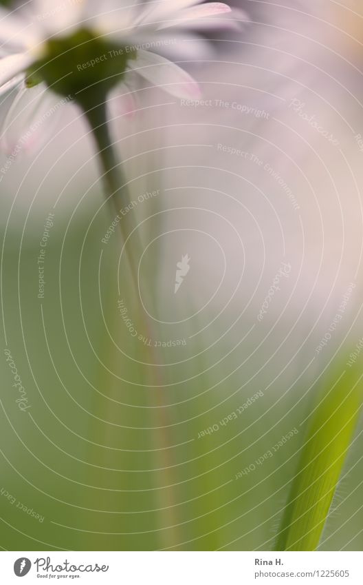 Daisy blurred Nature Plant Summer Flower Wild plant Garden Meadow Natural Exterior shot Close-up Copy Space left Copy Space right Copy Space bottom